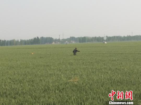雄安新区小王营村西侧，一名村民正在麦田内灌溉。 王天译 摄